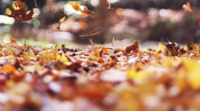 Autumn leaves on the ground